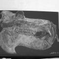 Crâne d'hippopotame . 130 euros .