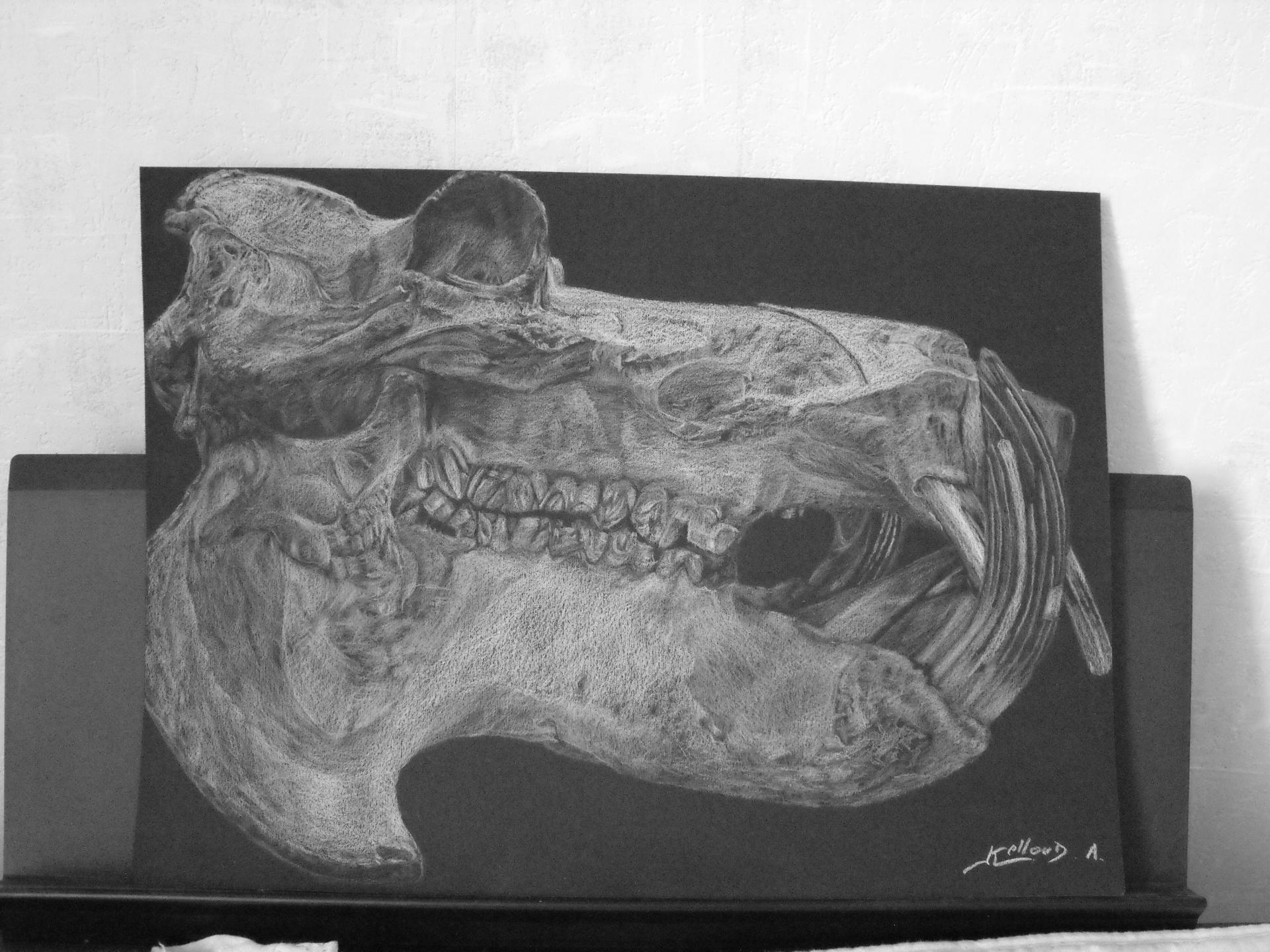 Crâne d'hippopotame