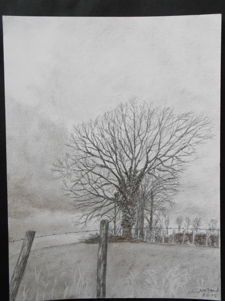 arbre : fusain et craie d'art, 24x32cms. 50 euros